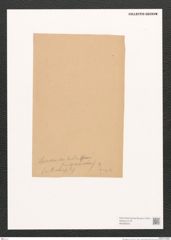 Pleurosigma sp. (de-Toni-Nr.: Genus 13) Zeichnungen Sammlung Grunow (NHMW-BOT-W0369243)